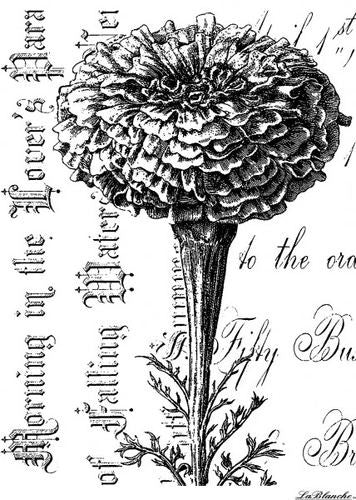 La Blanche Marigold on Script Stamp [1170]